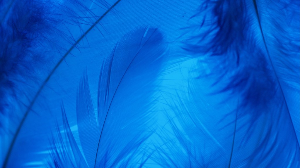 Blue Feathers